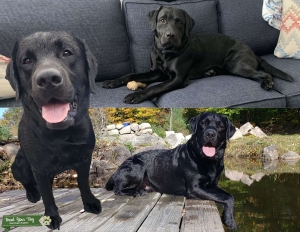 Handsome Black Lab Listing Image