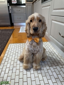 Stud dog looking for female Listing Image