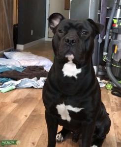 Black Staffy/Corso Stud 3y/o Listing Image