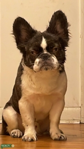 Fluffy French bulldog  Listing Image