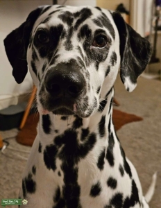 Dalmatian for Stud services Listing Image