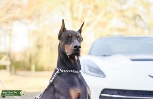 stud dog Listing Image