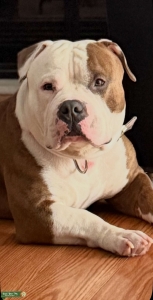 American Pocket Bully Looking for First Time Romance Listing Image