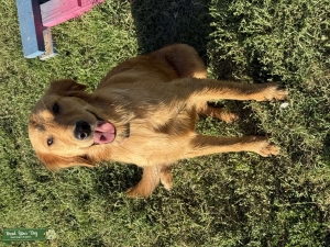 Golden Retriever  Listing Image