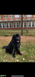 Black Male Newfoundland  Listing Image