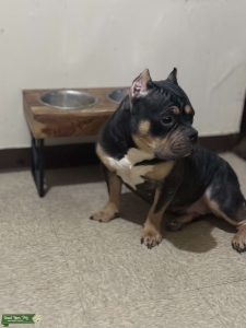 American Tri Bully  Listing Image