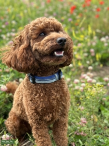 Deep red miniature poodle - KC registered and health tested Listing Image