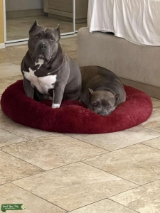 XL Bully Stud  Listing Image