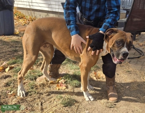 Looking for an Akc fawn stud Listing Image