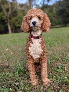 AKC Poodle Listing Image