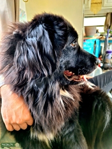  Newfoundland stud Listing Image