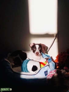 Miniature dashhound  Listing Image