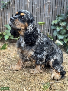 Merle American cocker Stud Listing Image