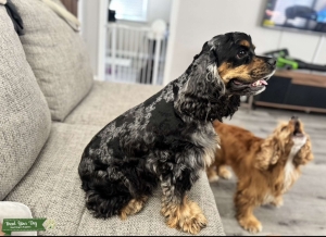 Merle American cocker Stud Listing Image