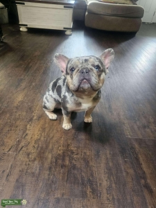 AKC Lilac Merle French Bulldog Listing Image