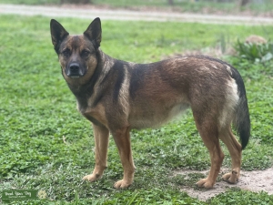 Awesome super smart Belgian Malinois  Listing Image