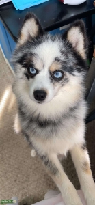 Pomsky Listing Image