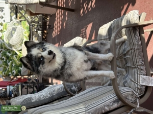 Pomsky Listing Image