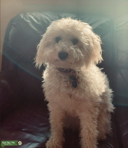 Lola Listing Image