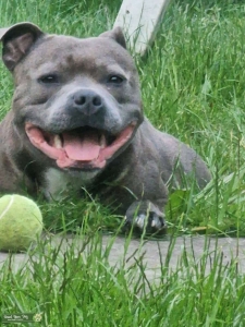 Blue male staffie Listing Image