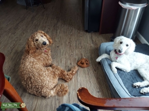 F1B Red Goldendoodle Stud Listing Image