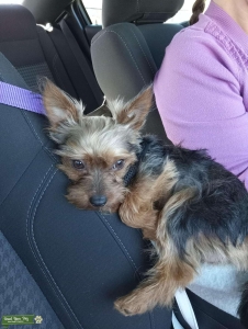 Purebred teacup yorkie no papers Listing Image