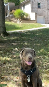 Silver lab stud Listing Image