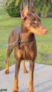 Doberman Would love to have a partner Listing Image