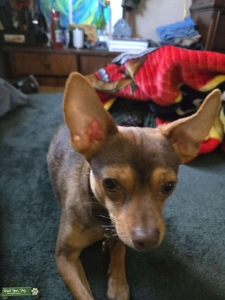 Female chihuahua looking for stud service  Listing Image