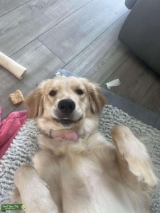 Golden Retriever Bitch Listing Image