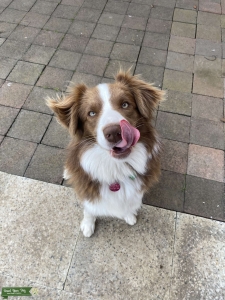 Mya - Chocolate/White Border Collie Listing Image