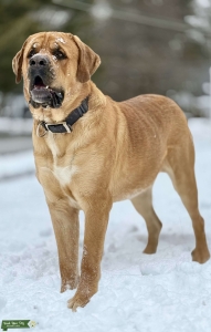 Mountain Mastiff (Alpine Mastiff) Listing Image