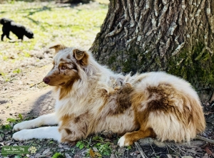 AKC Red Merle Australian Shepherd Stud Listing Image