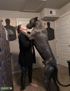 100% European blue Great Dane stud Listing Image