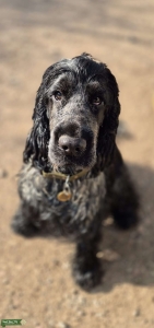 Cocker Spaniel Stud  Listing Image