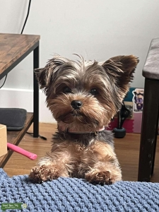 5.2lb Yorkie looking for Stud Listing Image