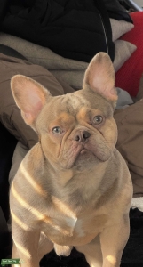 Full Bred French Bulldog Stud Service  Listing Image