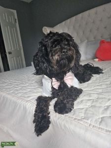 Looking for a Poodle or Poodle mix Listing Image