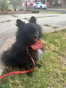 Pure bred pom stud Listing Image