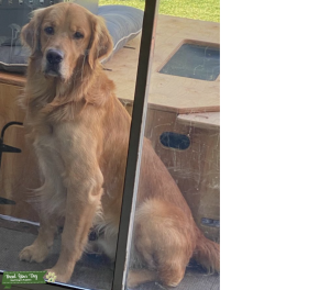 AKC Golden Retriever Wesley Listing Image