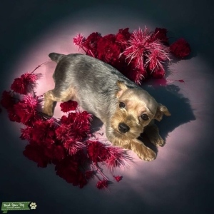 Yorkshire terrier seeking Stud Listing Image