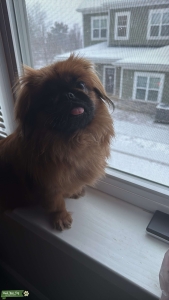 pekingese stud  Listing Image