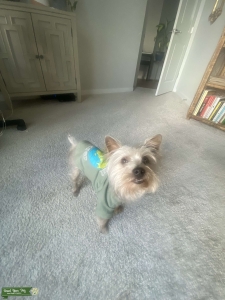 Yorkshire Terrier Stud (Free) Tampa Listing Image