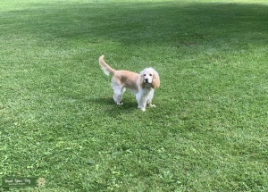Pure Breed English Cocker Spaniel - Working - Rare Color Listing Image