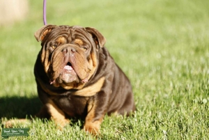 Gorgeous Chocolate & Tan English Bulldog Stud Listing Image