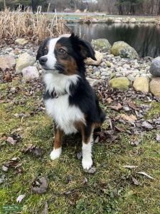 Mini Australian Shepperd Listing Image