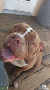 American Pocket Bully Listing Image