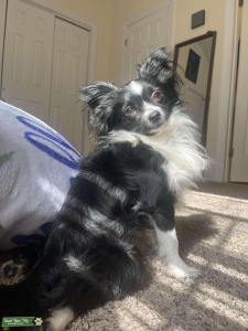 Morkie/Chi Mixed Breed (7lbs) Listing Image