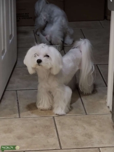 AKC Maltese Barney  Listing Image