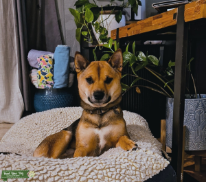 Handsome pure bred Shiba Inu  Listing Image